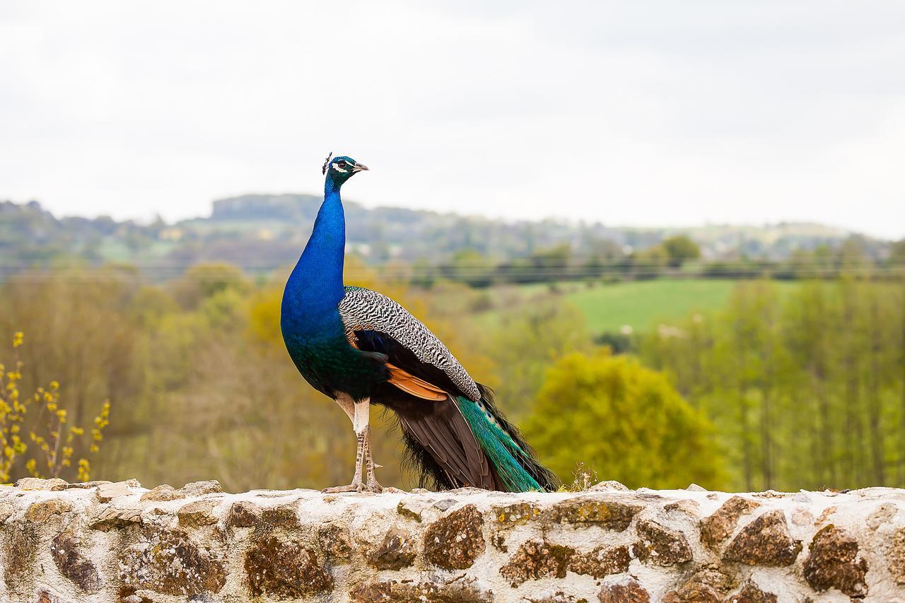 Le Mas Des Roches Proche Puy Du Fou Saint-Paul-en-Pareds Exterior foto